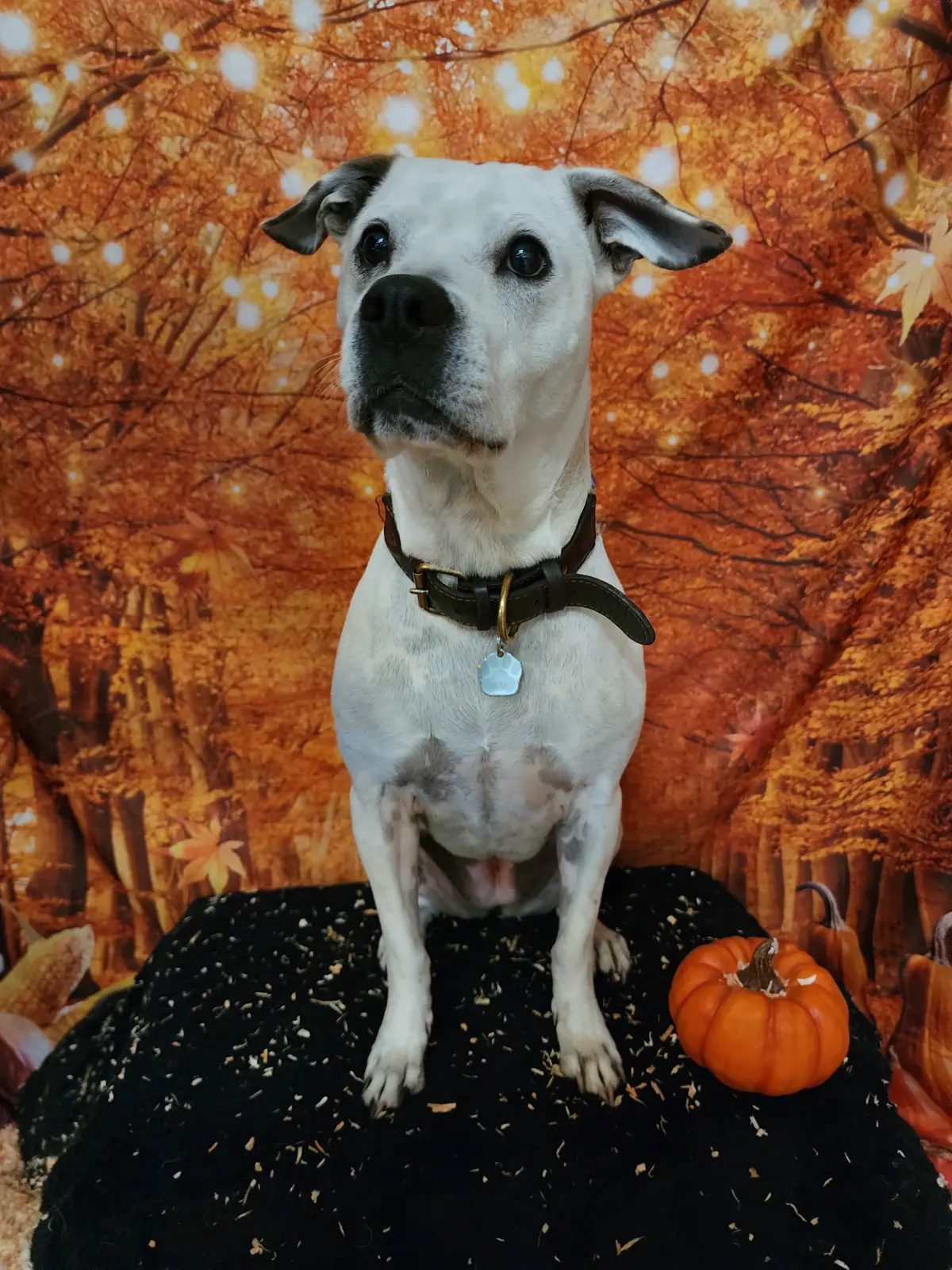 A small white dog with a red bow, sitting in front of an autumn leaf backdrop.
